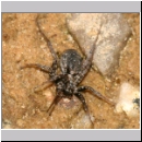 Priocnemis sp - Wegwespe 11d 8mm mit Wolfsspinne -  Lycosidae sp.jpg